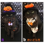 ハロウィンバンダナ、猫ちゃんの首輪