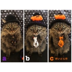 ハロウィンネクタイ、猫ちゃんの首輪