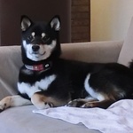 mago様専用ページ・おすましゆめちゃんがご案内