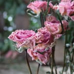 プリンセスチュチュ SPバラの Dry Flower（10輪：2本組）