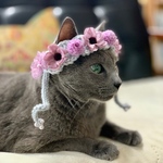猫用 アネモネとポンポンマムの花冠💜🎃