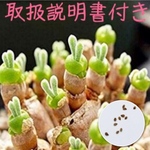 種子10粒 うさぎの耳 モニラリア 多肉植物 取説付