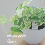 yurabo様専用❁観葉植物❁ワンランク上のポトスmix\❤︎/プレゼントにも最適！！