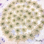♡new♡作家様必見♡ ♡レースフラワー 押し花♡
