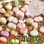 種子100粒 リトープスミックス メセン 多肉植物 取説付