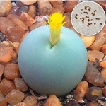 種子10粒 コノフィツム  カルキュルス   カルクルス  翡翠玉 多肉植物 