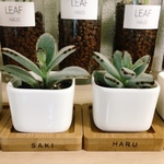 【記念日メッセージ・名入れ】観葉植物&鉢 2個セット、多肉植物、誕生日祝い、結婚祝い、出産祝い、新居祝い、開店祝い