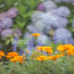 「garden flower」A4サイズ写真㉟