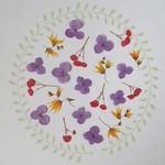 小花の押し花＜あじさい・かすみ草・メラスフェルラ＞