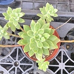 マッコス☆エケベリア☆多肉植物