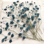 押し花 かすみ草 藍色