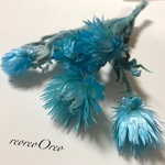 ミニシルバーデージー   空