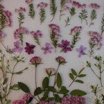 押し花素材 エリカ他小花セット💐(ピンク系）
