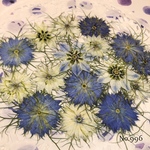 ♡new♡作家様必見♡ 可愛いニゲラのお花がいっぱい♡ 押し花セット