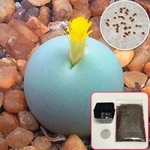 お試し栽培セット 種  コノフィツム  カルキュルス   多肉植物