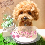 ふわふわ💕手乗りトイプー♪
