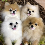 pomemamaさま専用