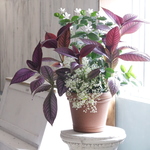 特価品★セイロンランティアの寄せ植え