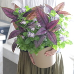 特価品★ニチニチソウさわやかの寄せ植え