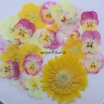 再販 417.押し花アソート〜イエロー系 ビオラ ジュリアン 押し花素材