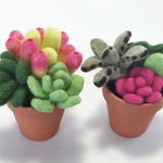 多肉寄せ植え２鉢セット