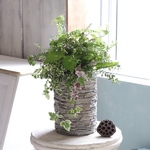お部屋で楽しめる♪変わりシダの寄せ植え