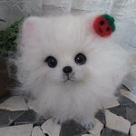 白ポメちゃん🐶