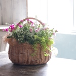 ふんわりバスケットに寄せ植え 