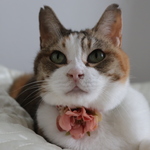 Mサイズ1点で終了☆サーモンピンクのお花がちょっぴり秋の雰囲気。猫さん犬さんの首輪