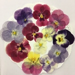 NO.162 押し花素材／現在1個💕愛らしいビオラセットNO.4
