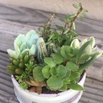 多肉植物寄せ植え135（ピック付き）