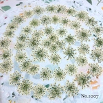 ♡new♡作家様必見♡ ♡レースフラワー 押し花♡