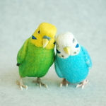 セキセイインコ　オパーリン水色　ペア　150521T