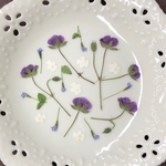 みこし草&ランタナ(押し花)