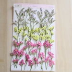押し花スターチス3色