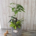 パキラ・観葉植物寄せ植え