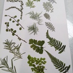 押し花素材　材料　405 