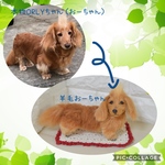 オーダー品 ダックスのORLYちゃん