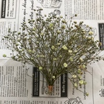 【ドライ】かすみ草 カスミソウ かすみそう アマゾネス 20本10㎝ ★緑色の粒