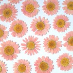 ノースポールの押し花＜ローズピンク6枚＞