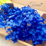【紫陽花：約2ｇ】ブルー  アジサイ  ドライフラワー  プリザーブドフラワー  レジン  ハーバリウム♡ #31731