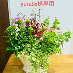 yurabo様 専用 寄せ植え
