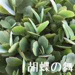 胡蝶の舞 カット苗