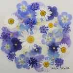再販 421.押し花アソート〜ブルー系 お花 mix 押し花素材