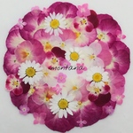 再販 422.押し花アソート〜ピンク系 ビオラ お花 mix 押し花素材