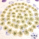 ♡new♡作家様必見♡ ♡レースフラワー 押し花♡
