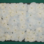 押し花商品【アジサイ　白】