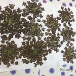 ♡new♡作家様必見♡ ♡レースフラワーの押し花セット♡