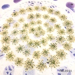 ♡new♡作家様必見♡ ♡レースフラワー 押し花♡