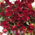 ミニバラ  真紅 ドライフラワー★シリカゲル乾燥20輪セット+おまけ2輪付き